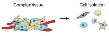 一個復雜的組織被分解成單個細胞。DROP-SEQ